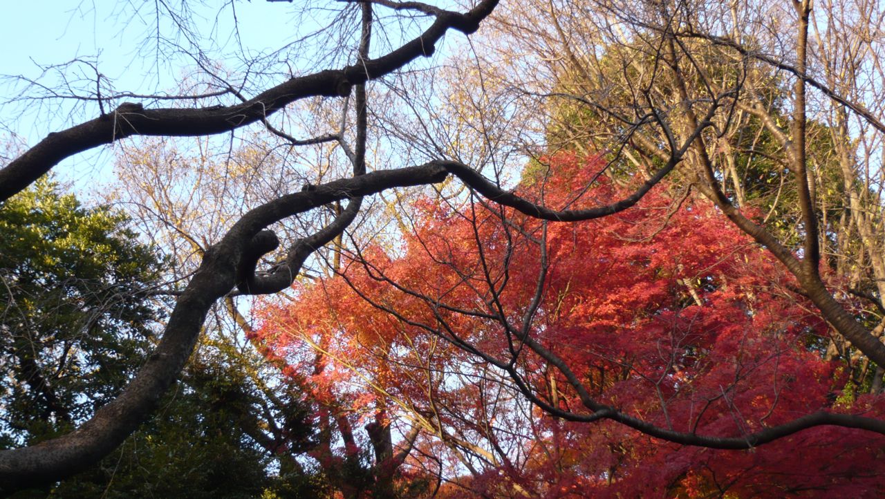 紅葉, ou les feuilles d’automne