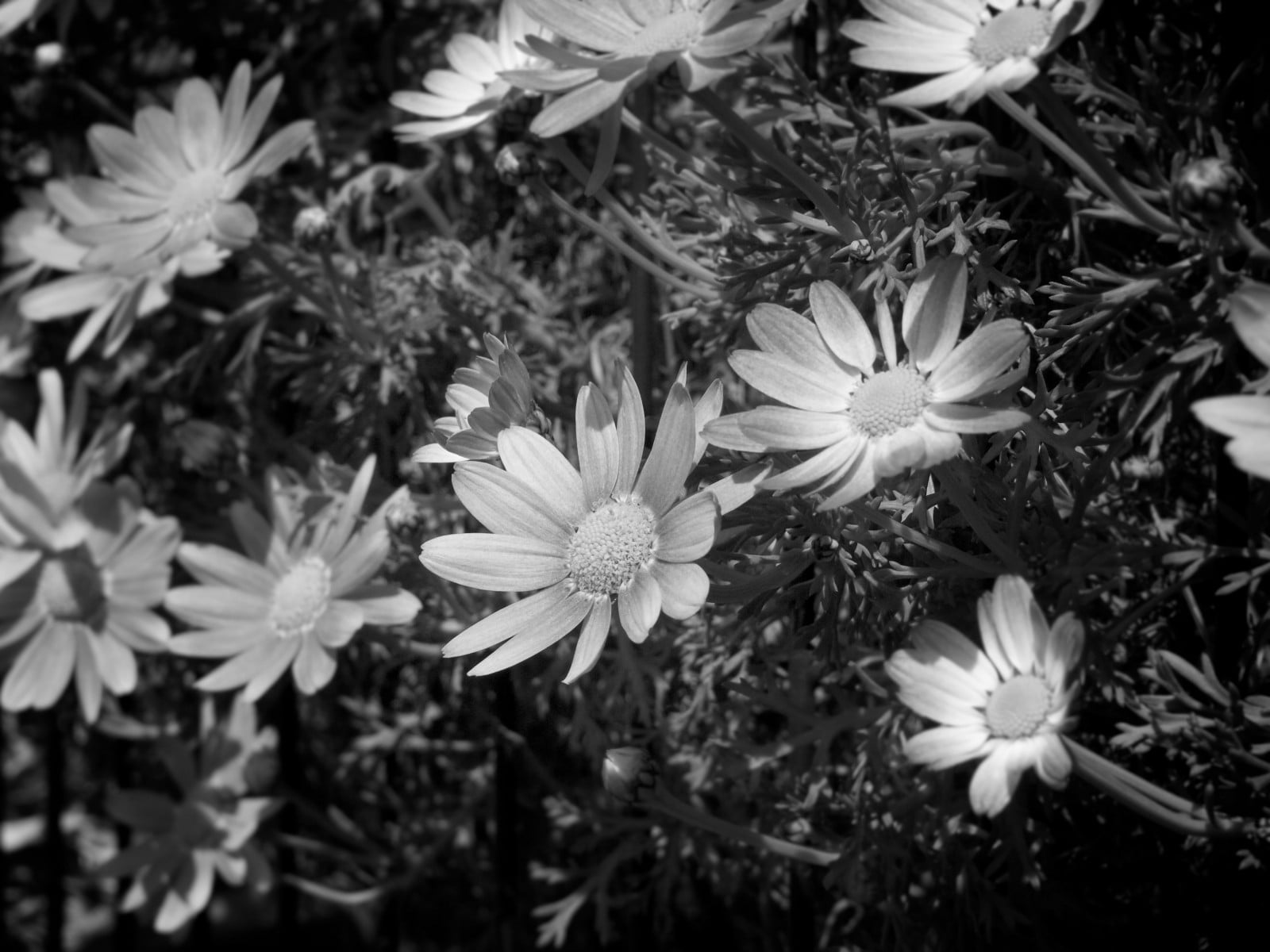 花見, regarder les fleurs