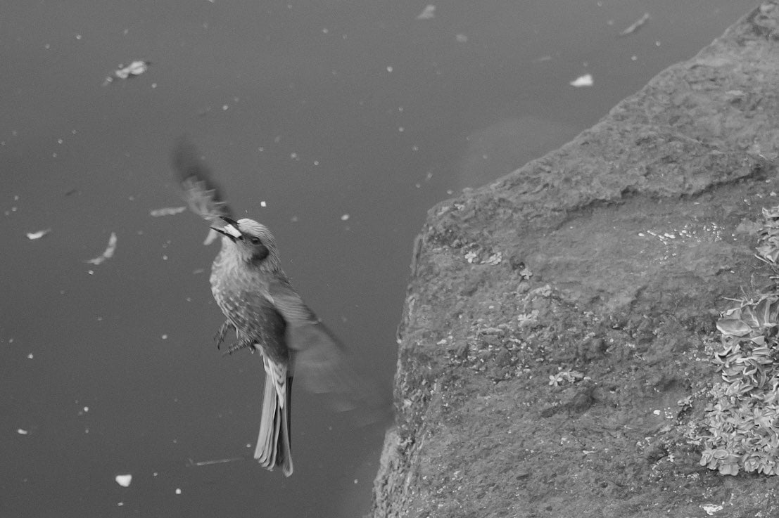 Ballade hivernale
