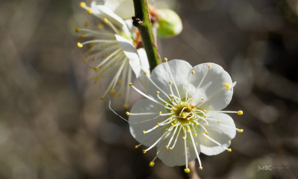 Prunier ume en fleur
